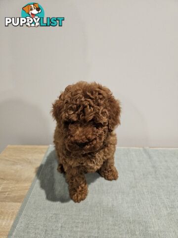 Toy Poodle puppies - pure breed - nice dark colour - lovely spirited