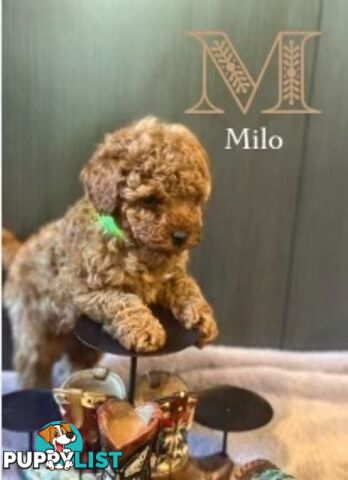 Toy Poodle puppies - pure breed - nice dark colour - lovely spirited