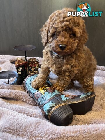 Toy Poodle puppies - pure breed - nice dark colour - lovely spirited