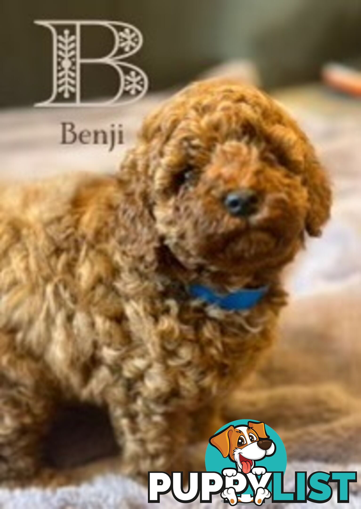 Toy Poodle puppies - pure breed - nice dark colour - lovely spirited