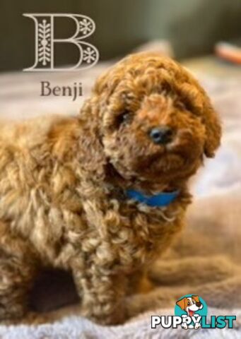 Toy Poodle puppies - pure breed - nice dark colour - lovely spirited