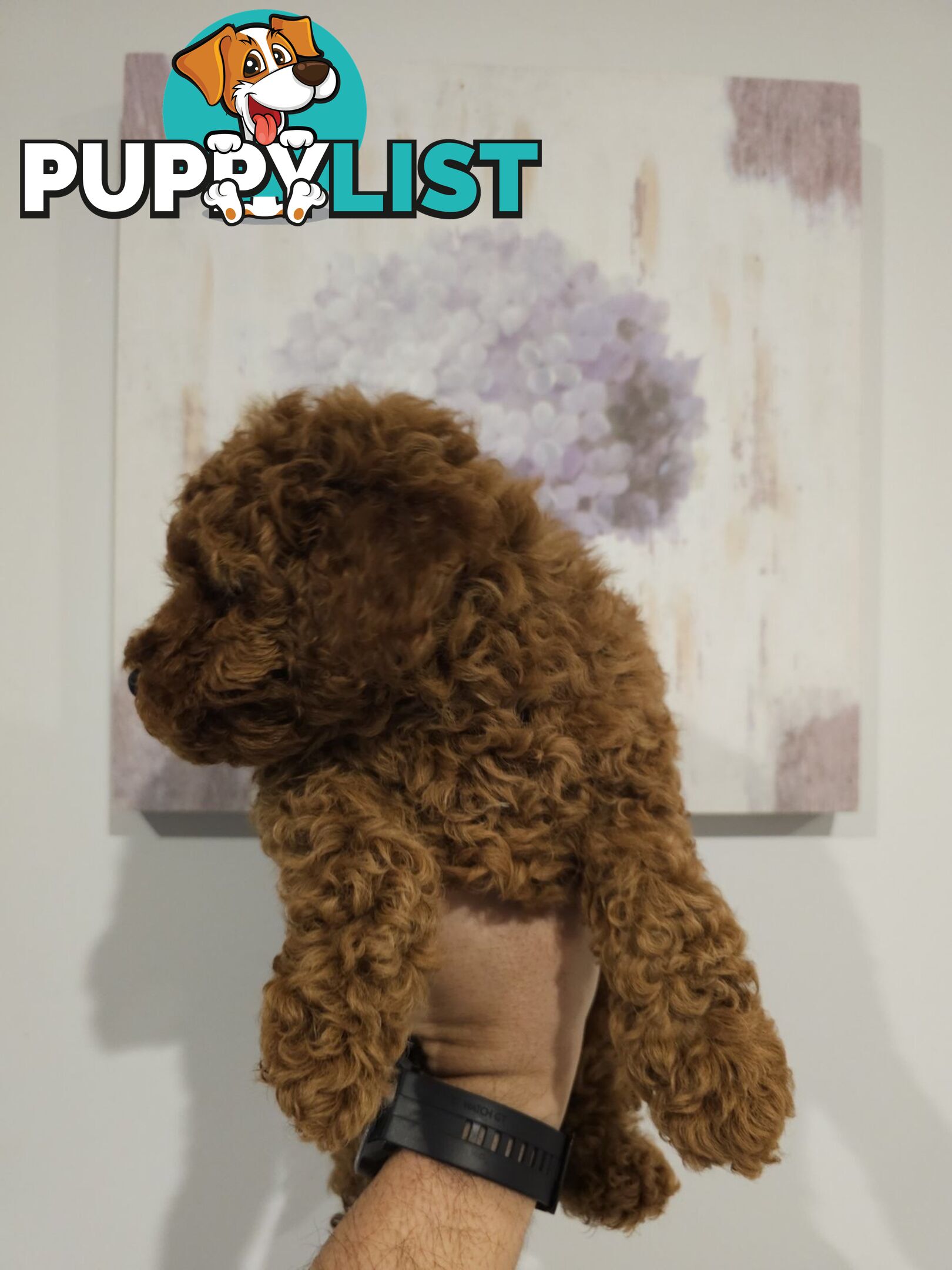 Toy Poodle puppies - pure breed - nice dark colour - lovely spirited