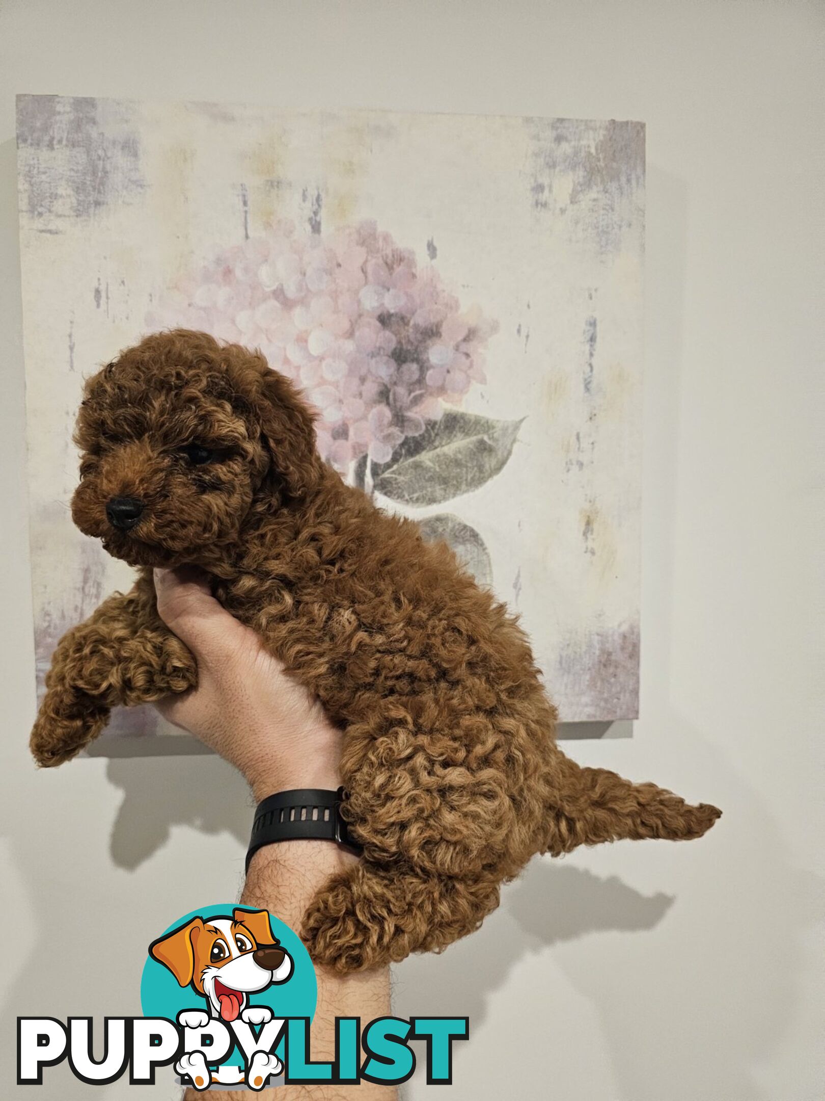 Toy Poodle puppies - pure breed - nice dark colour - lovely spirited