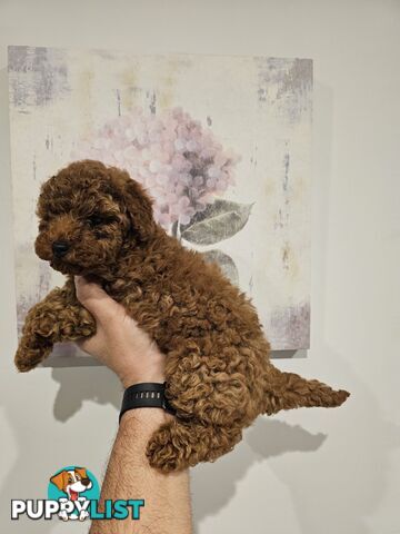 Toy Poodle puppies - pure breed - nice dark colour - lovely spirited