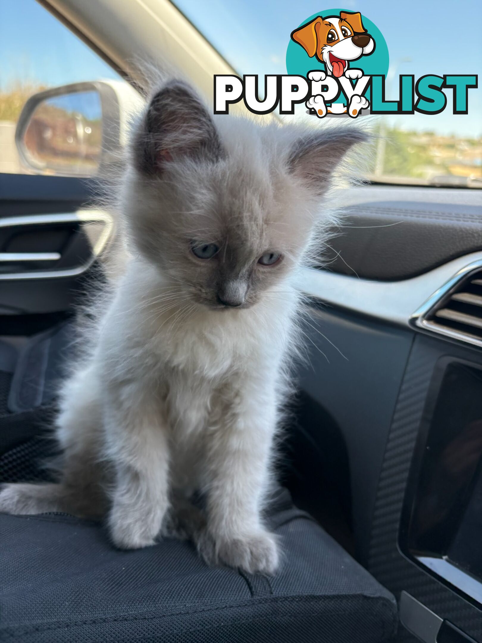 Pure-bred blue point ragdoll kitten male