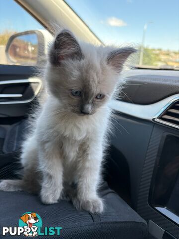 Pure-bred blue point ragdoll kitten male