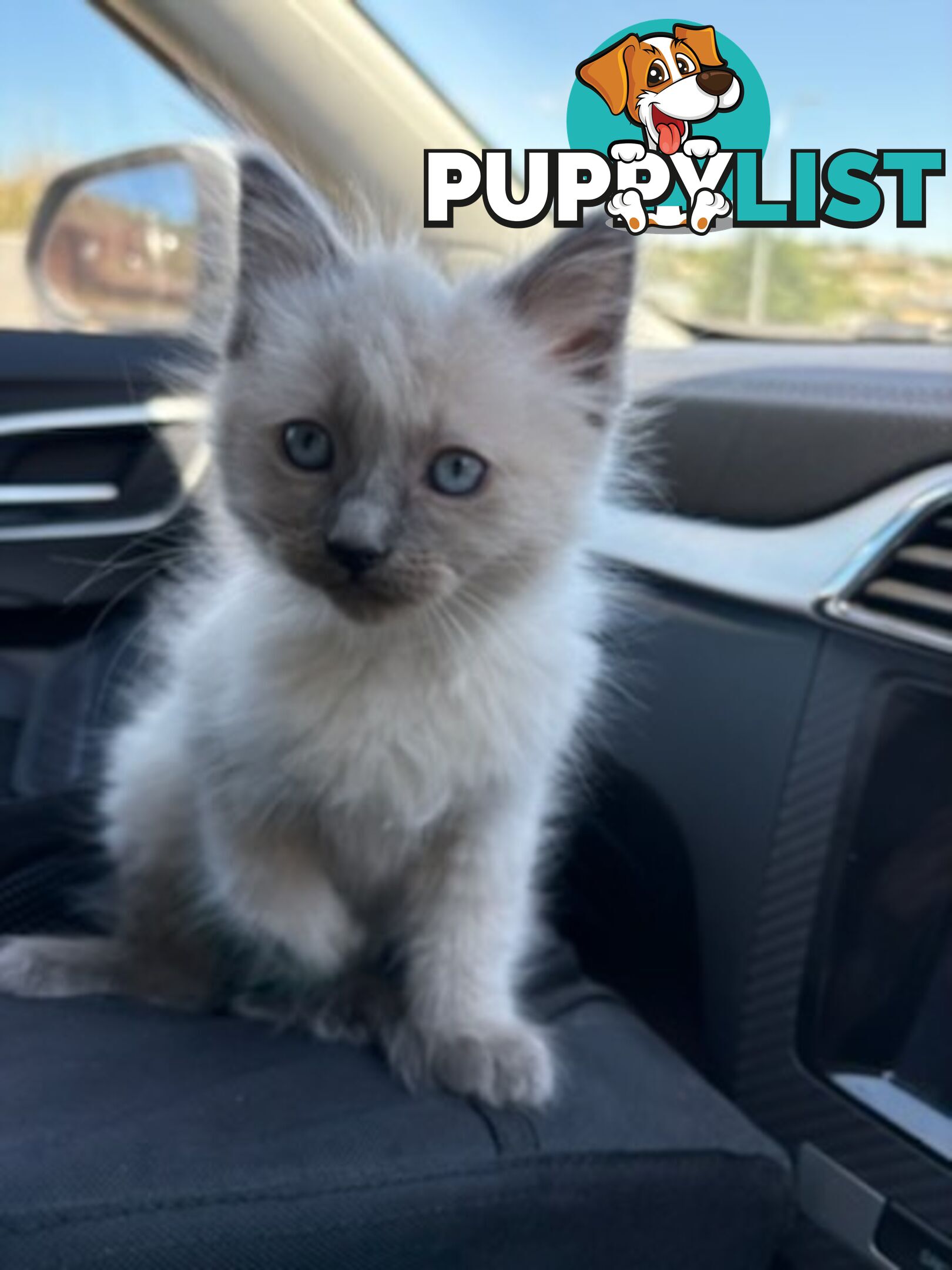 Pure-bred blue point ragdoll kitten male