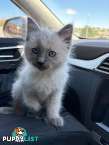 Pure-bred blue point ragdoll kitten male