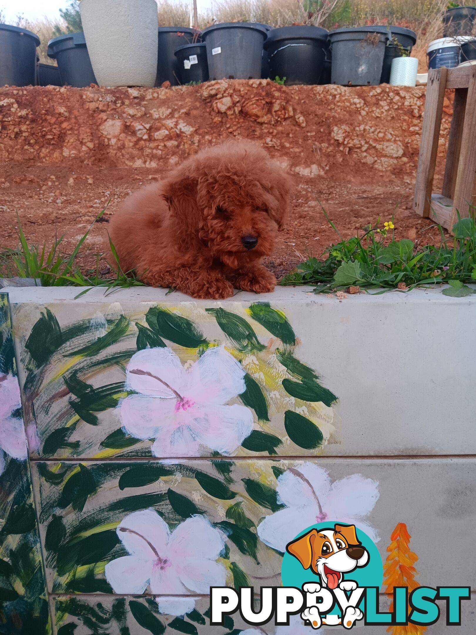 Toy poodles