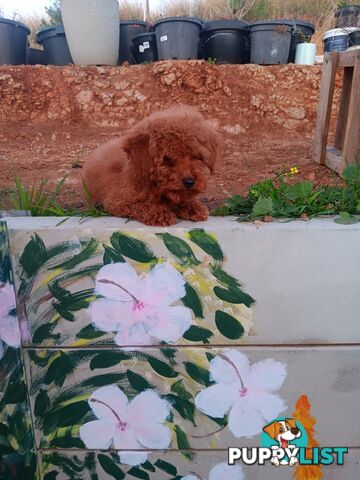 Toy poodles