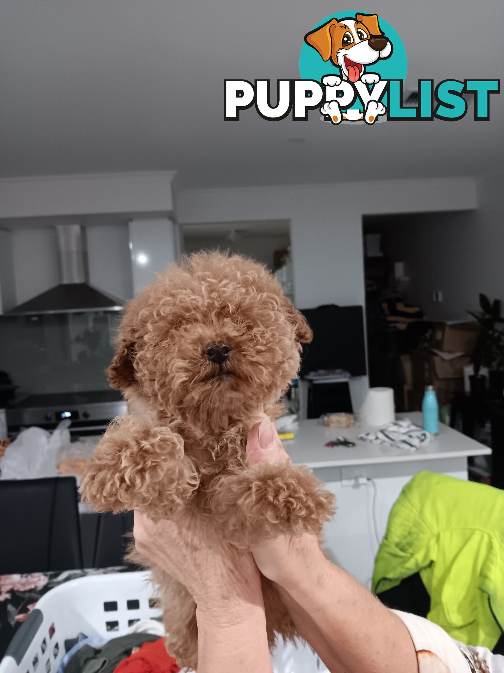 Toy poodles