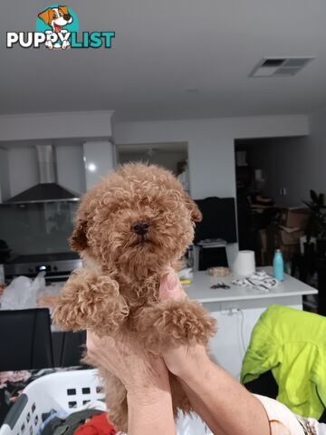 Toy poodles