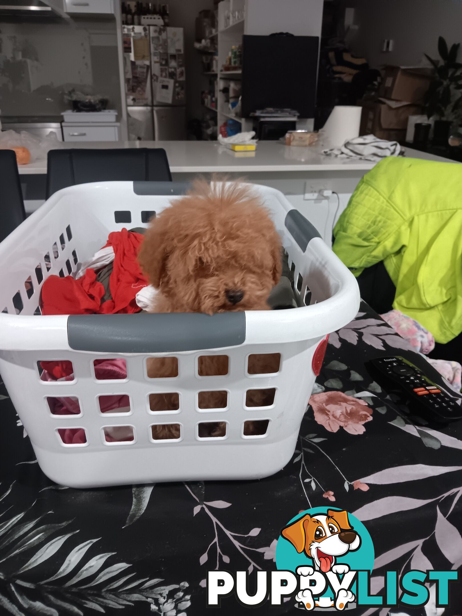 Toy poodles