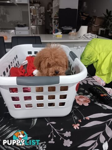 Toy poodles
