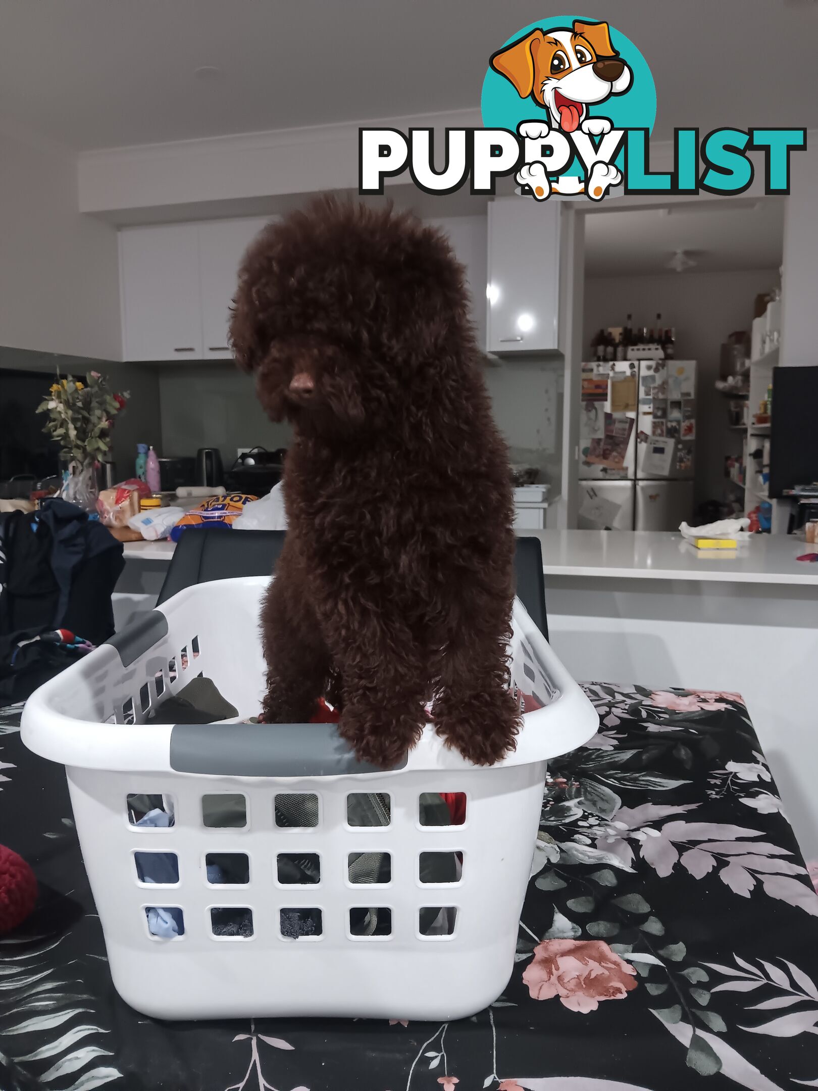 Toy poodles