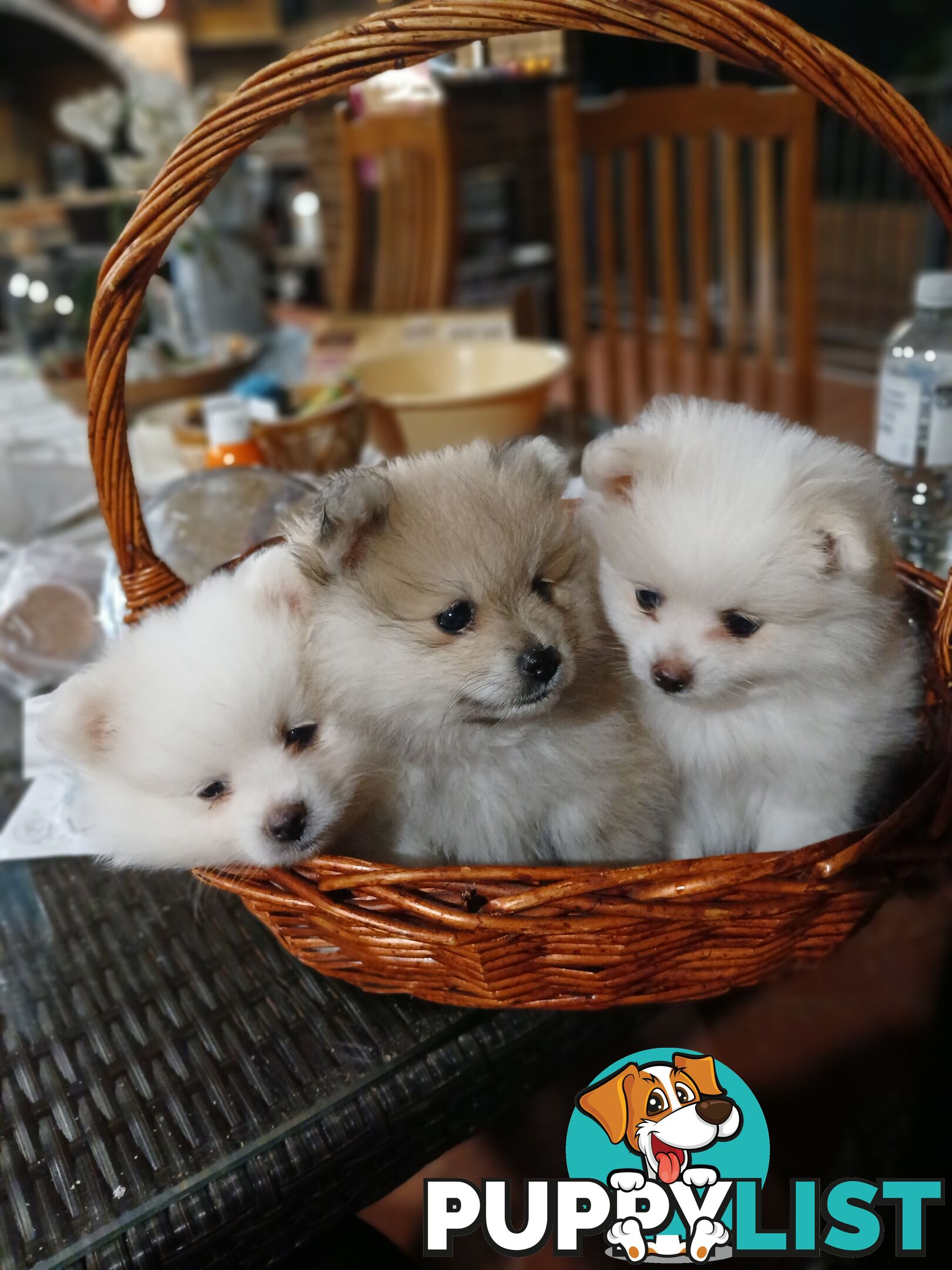 POMERANIAN PUPPIES