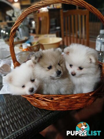 POMERANIAN PUPPIES