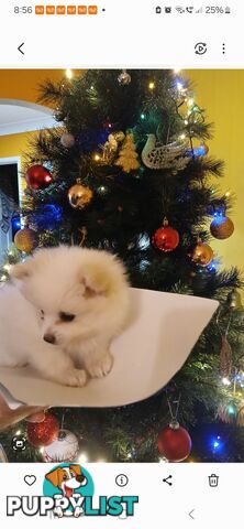 POMERANIAN PUPPIES