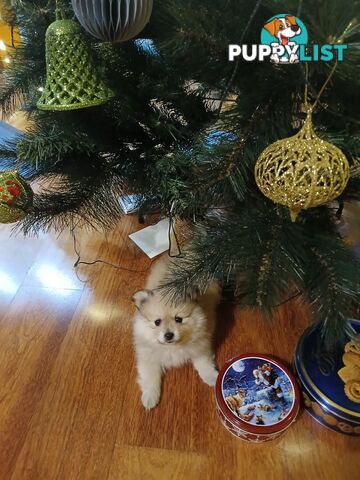 POMERANIAN PUPPIES