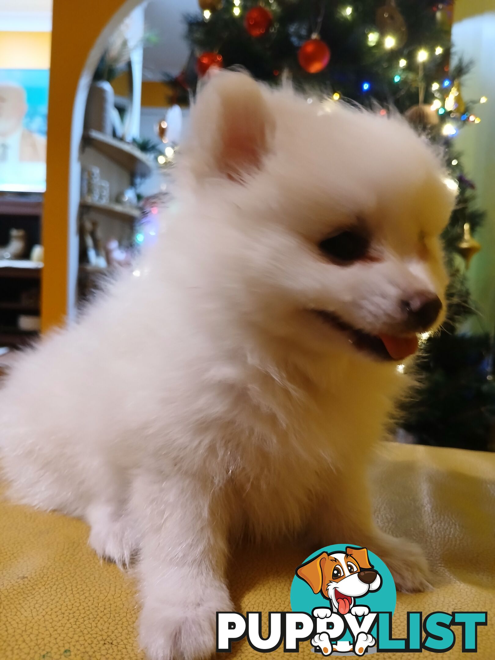 POMERANIAN PUPPIES