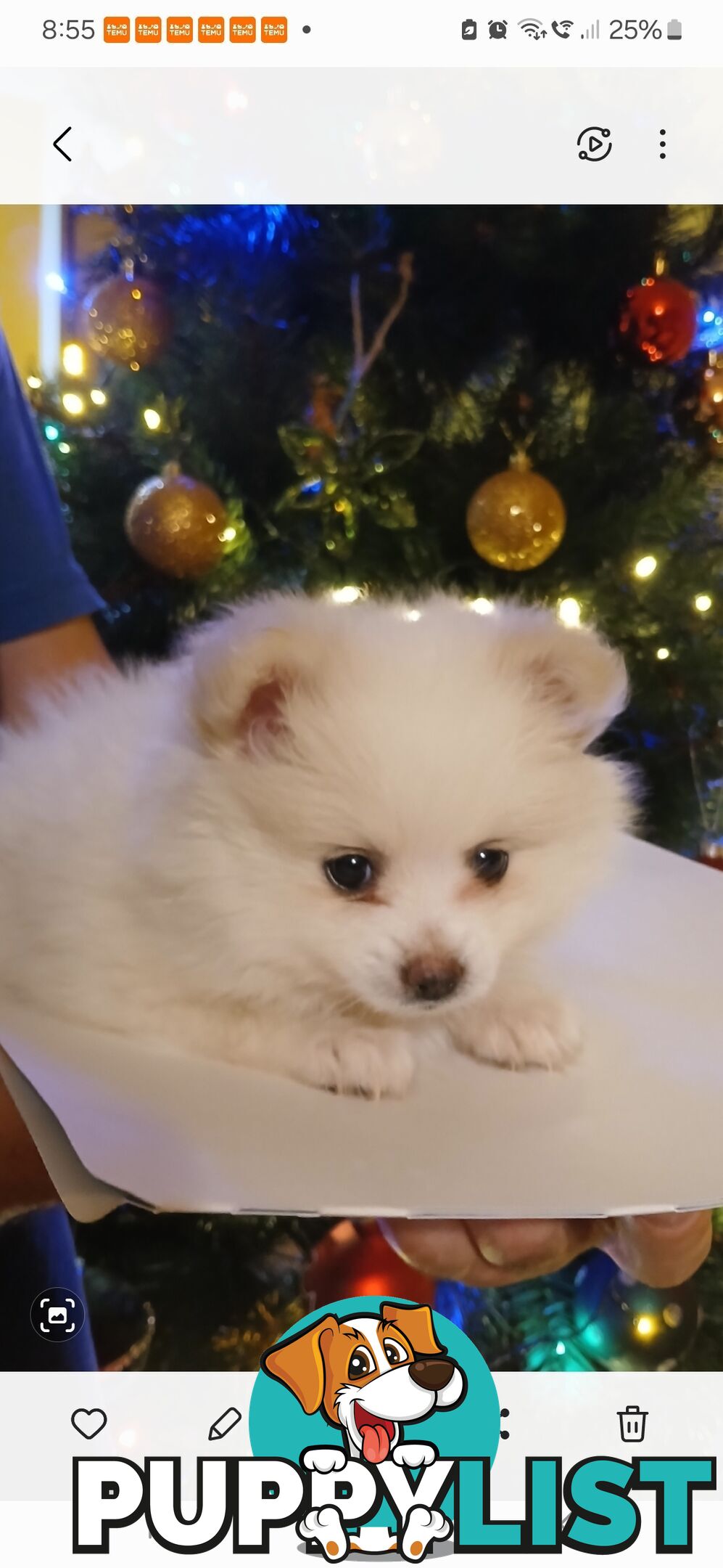 POMERANIAN PUPPIES