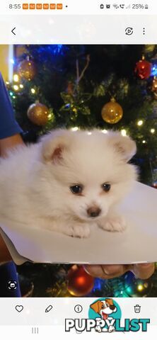 POMERANIAN PUPPIES