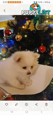 POMERANIAN PUPPIES