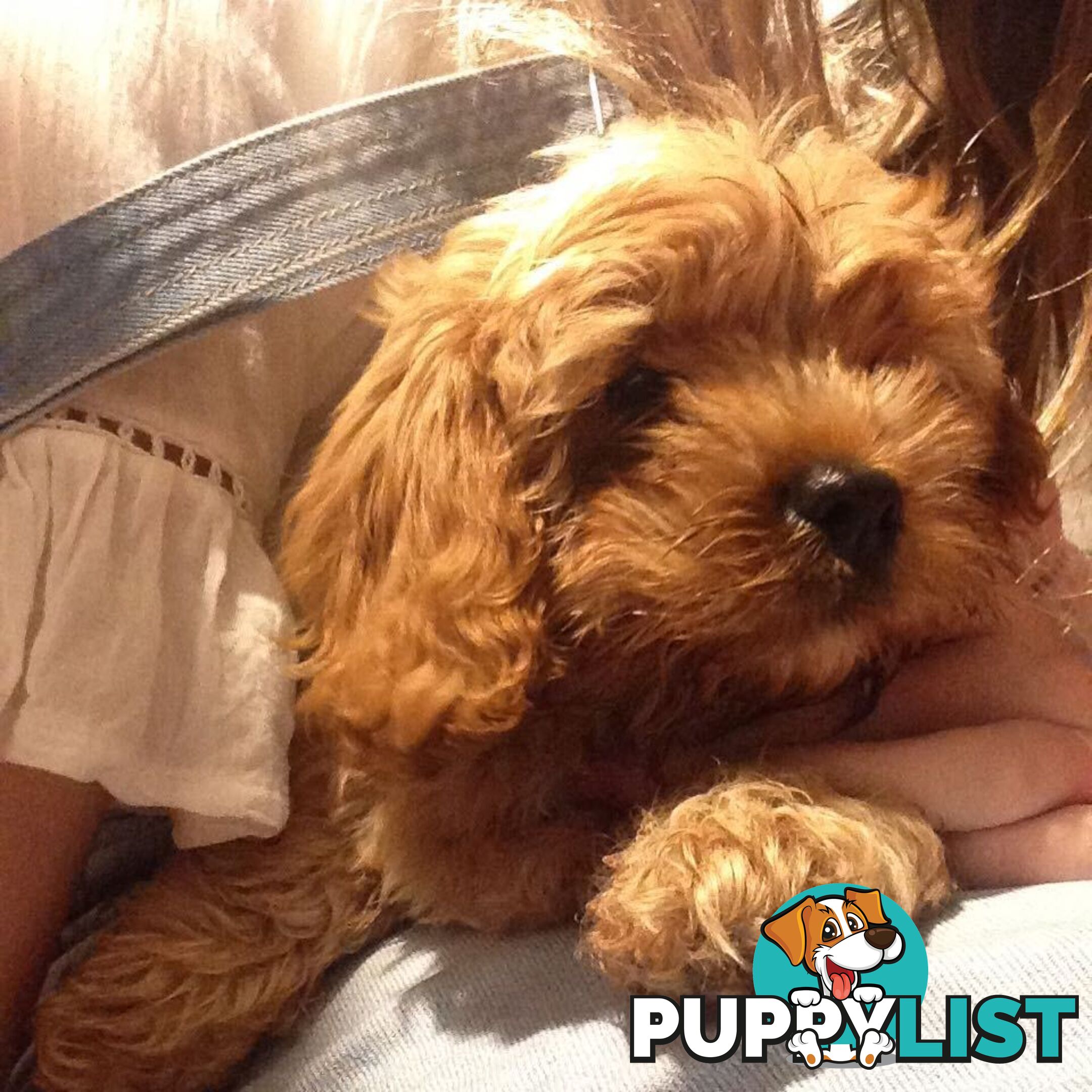 Adorable female Cavoodle puppy for sale