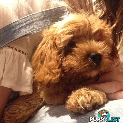 Adorable female Cavoodle puppy for sale