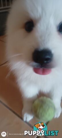 Japanese spitz puppies