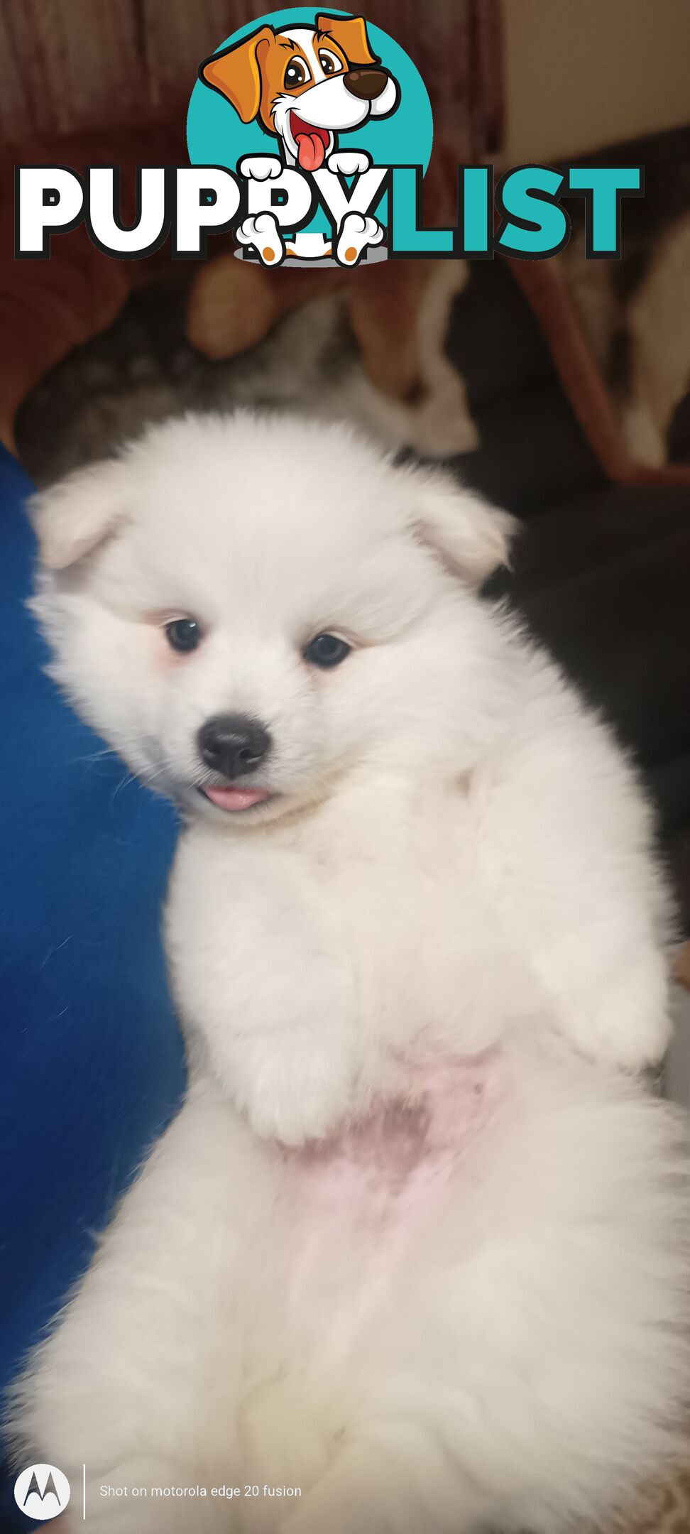 Japanese spitz puppies