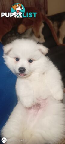 Japanese spitz puppies