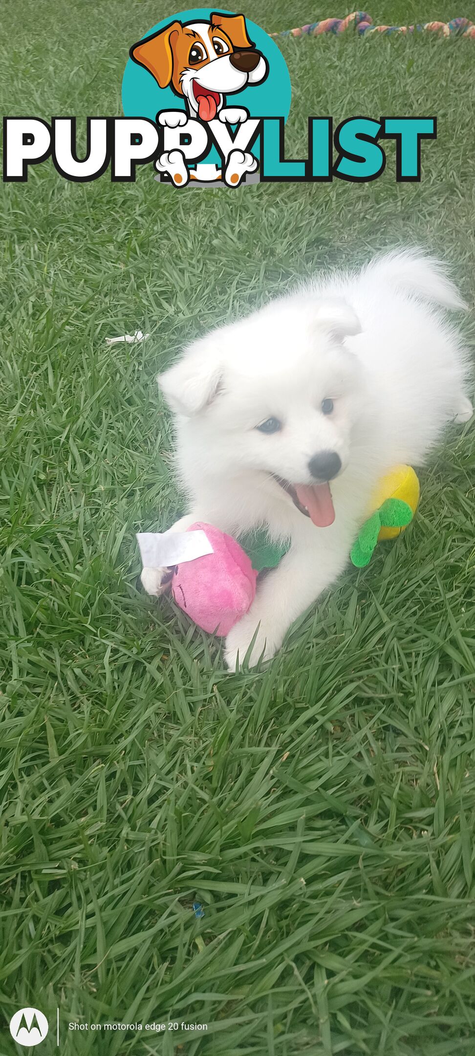 Japanese spitz puppies