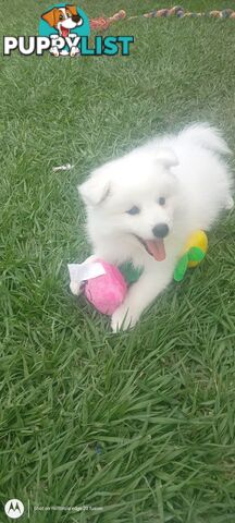 Japanese spitz puppies