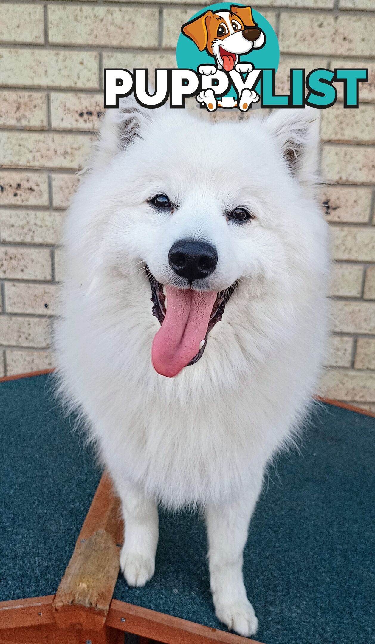 Japanese spitz puppies