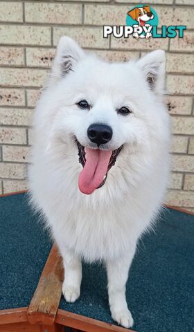 Japanese spitz puppies