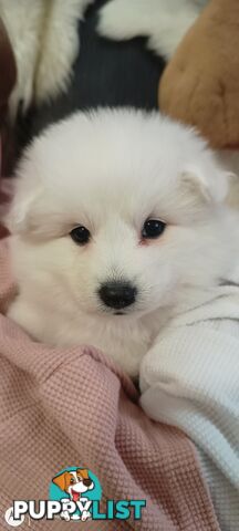 Japanese spitz puppies