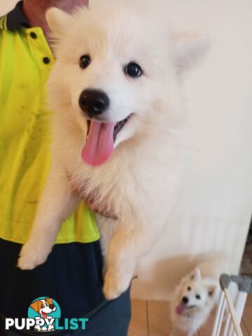 Japanese spitz puppies