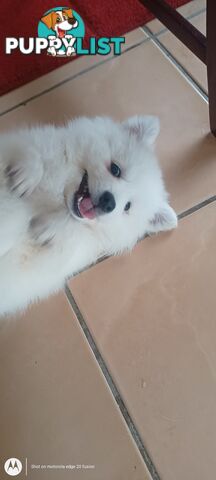 Japanese spitz puppies