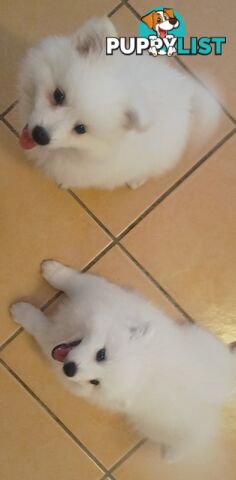 Japanese spitz puppies