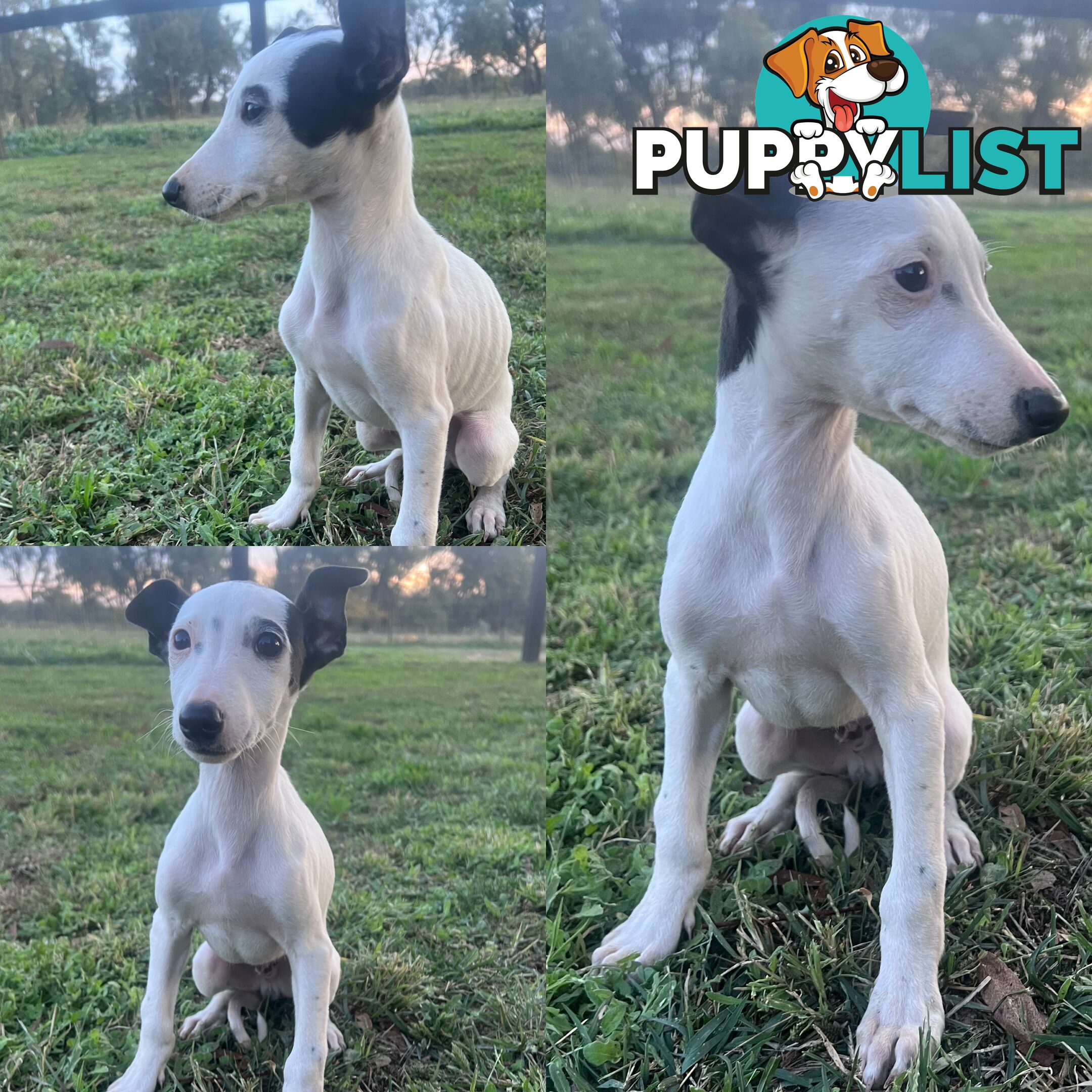 Male Whippet Pups