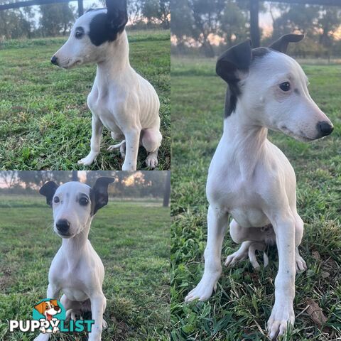 Male Whippet Pups
