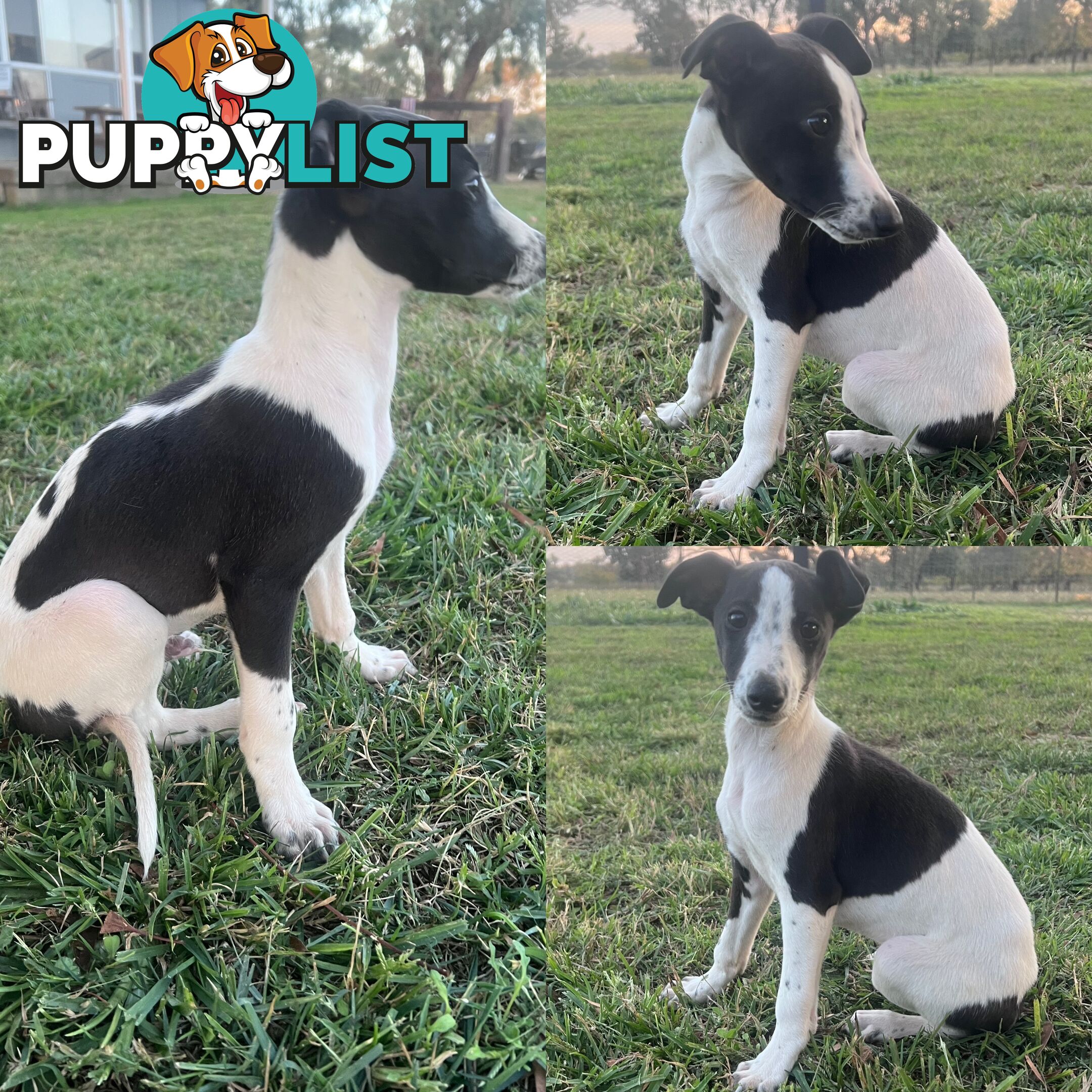 Male Whippet Pups