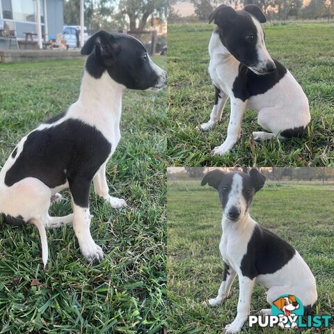 Male Whippet Pups
