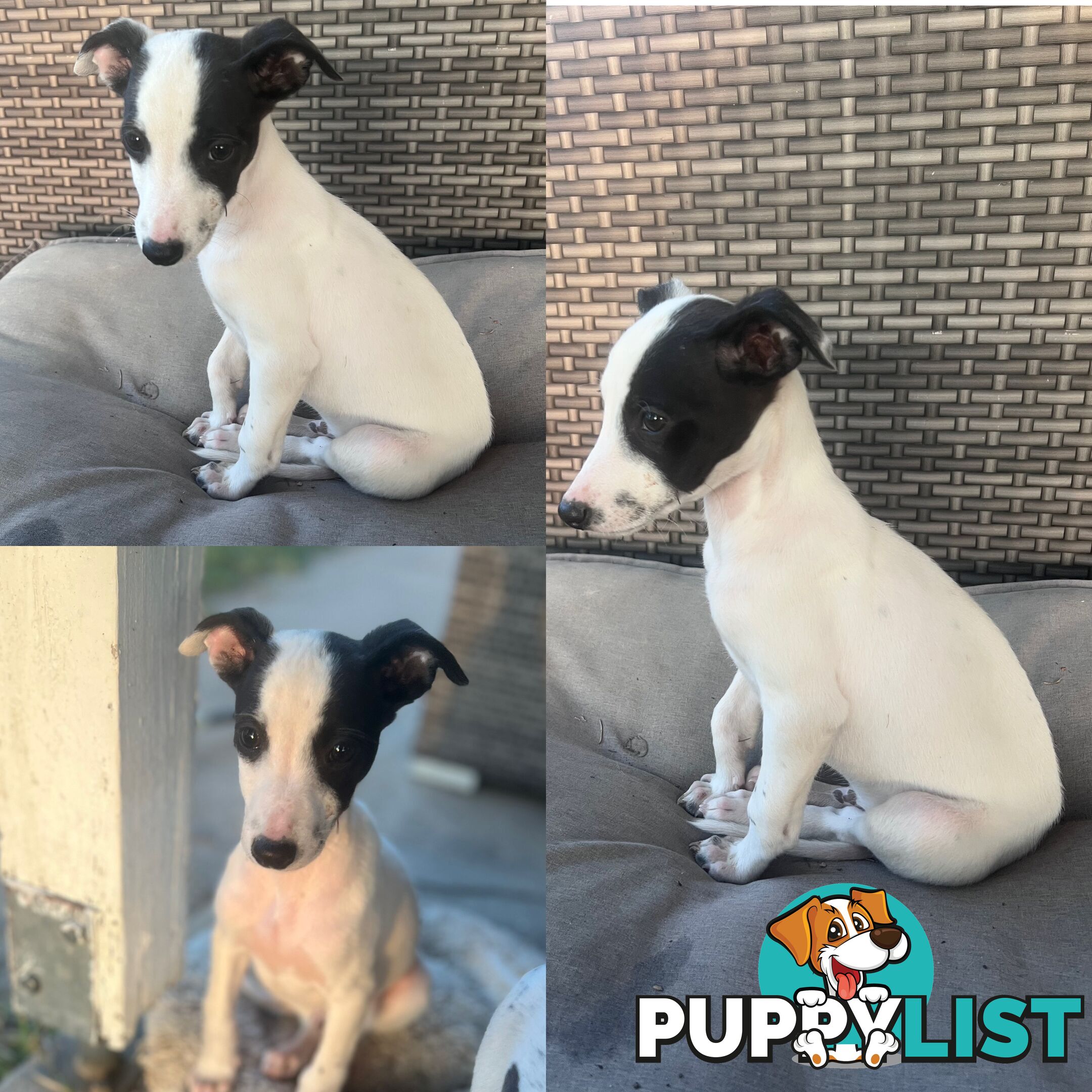 Male Whippet Pups