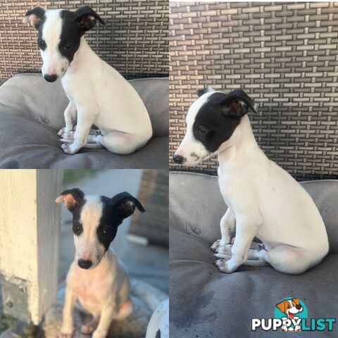 Male Whippet Pups