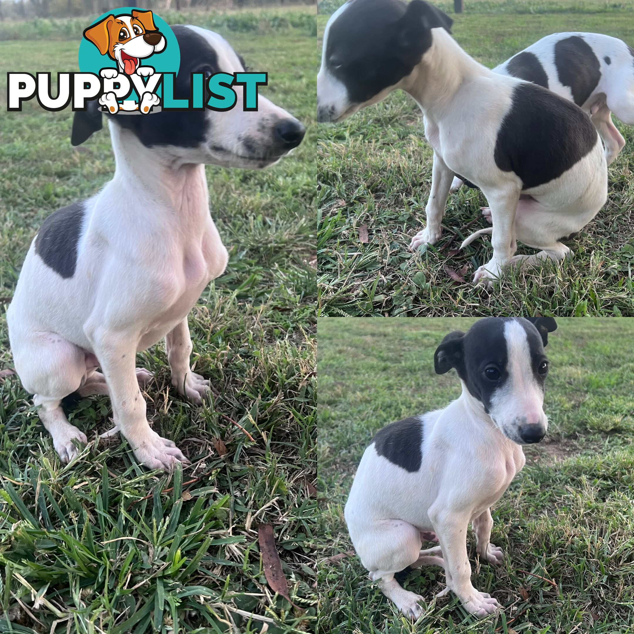 Male Whippet Pups