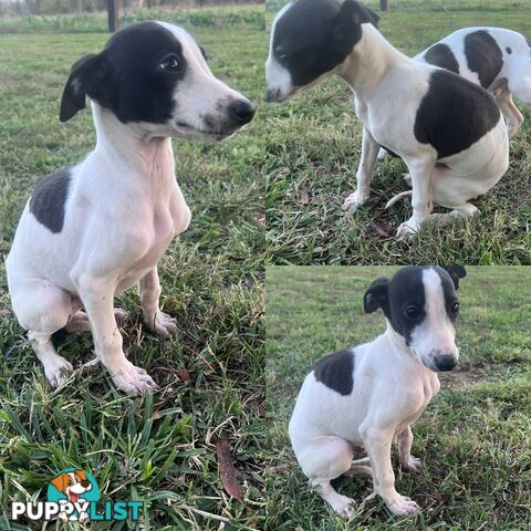 Male Whippet Pups