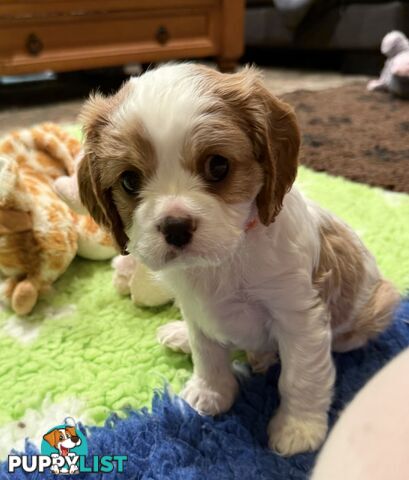 Cavalier King Charles Spaniel Puppy