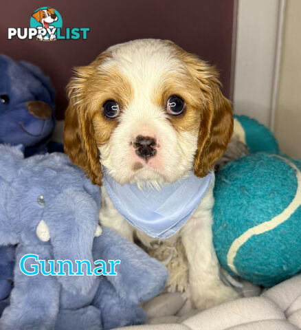 Cavalier King Charles Spaniel Puppies